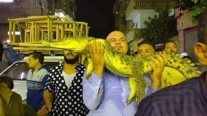 واقعه غريبة بالقليوبية مرشح يحمل تمساحا للتعريف بنفسه
