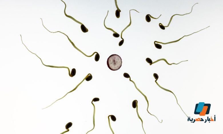 متي يحدث الحمل أبرز المعلومات التفصيلية عن عملية التبويض وأفضل وقت للحمل