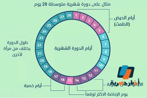 ايام التبويض كم يوم