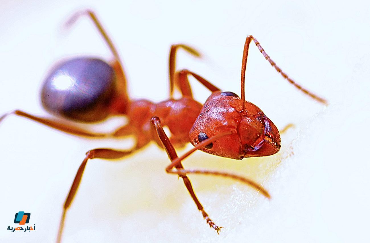 طريقة التخلص من النمل طرق سهلة وقوية وفعالة